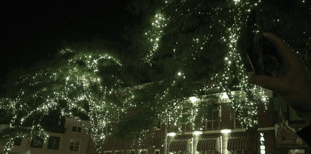 Illuminated trees with sparkling lights at night in The Hague.